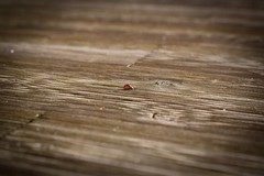 prix pour une terrasse en bois composite