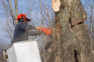 Chantier de un abattage d'arbre