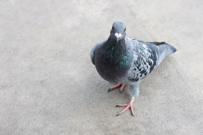 Chantier de un dépigeonnage